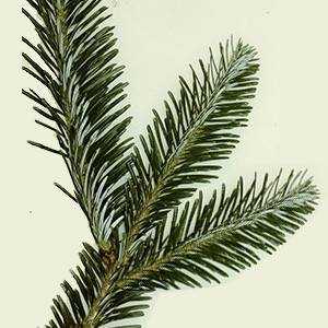 Fraser Fir Pine Tree